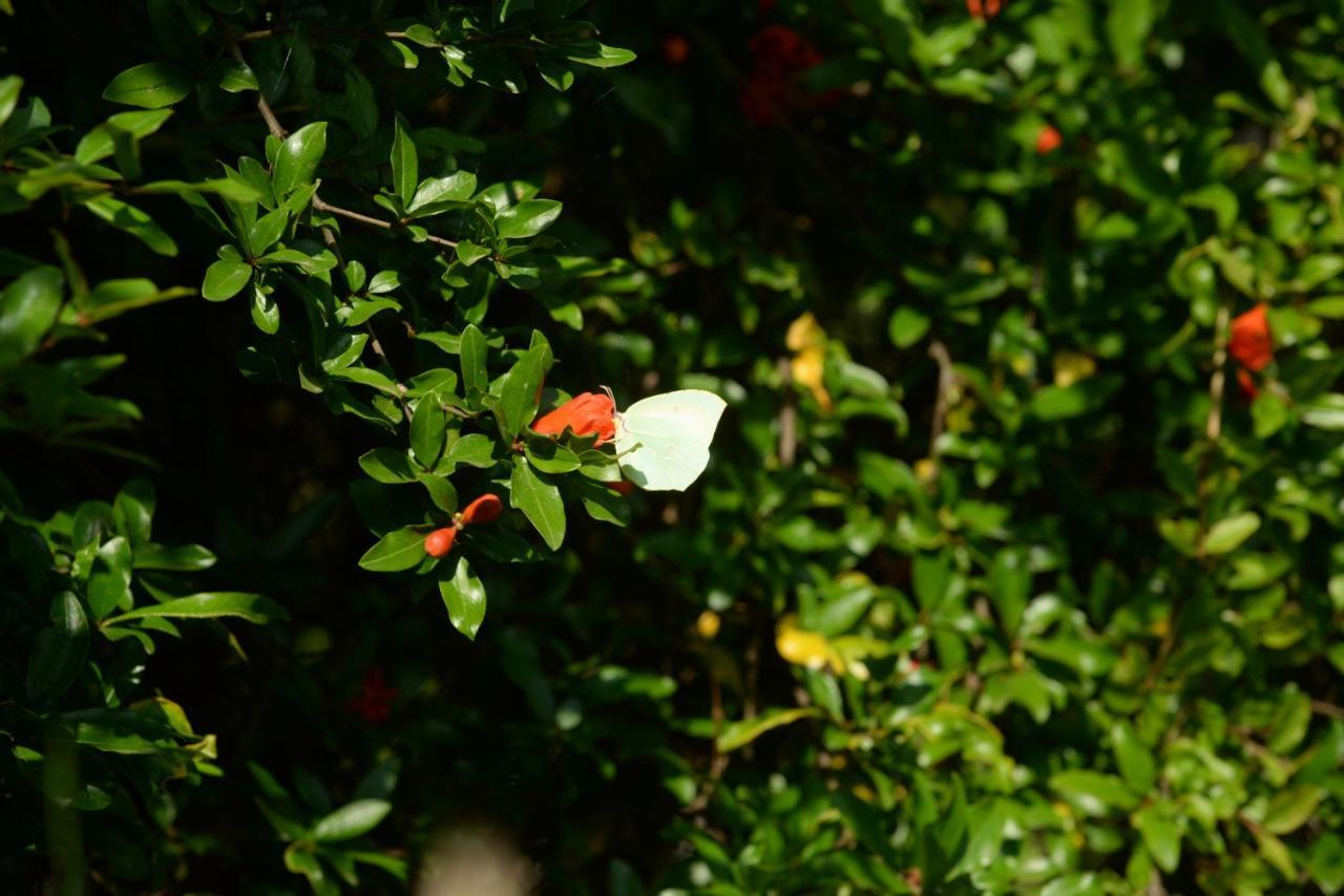 Villa Melanthi Kassiopi Corfu Kültér fotó